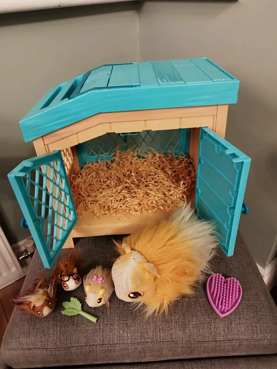 Little live pets Guinea Pigs
