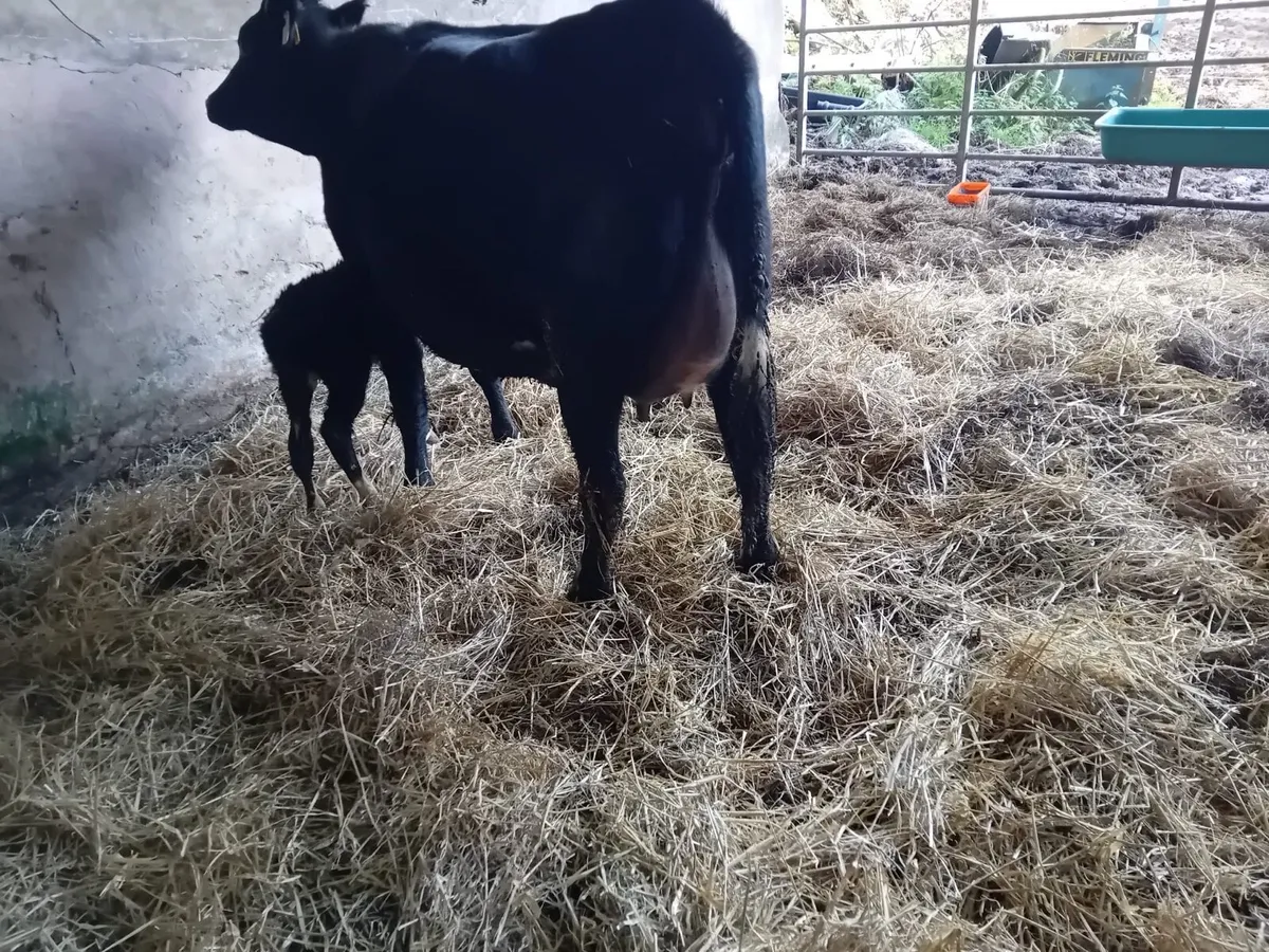 Freshly Calved Heifer - Image 1