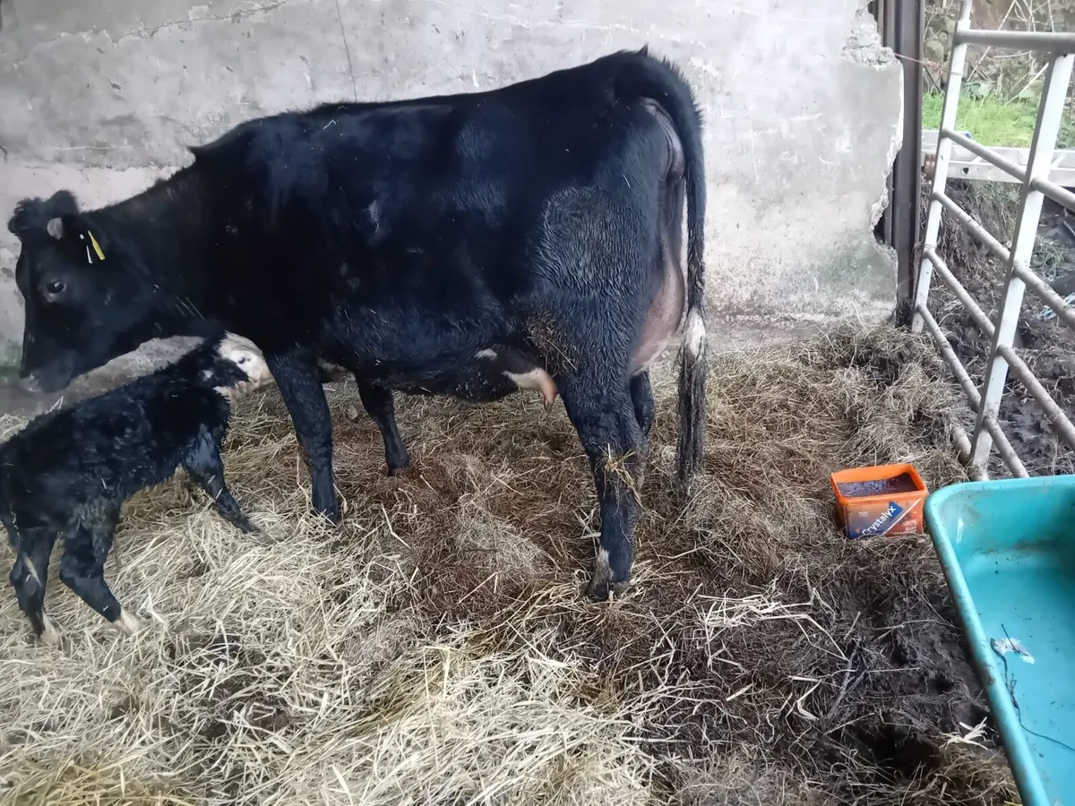 Freshly Calved Heifer - Image 2