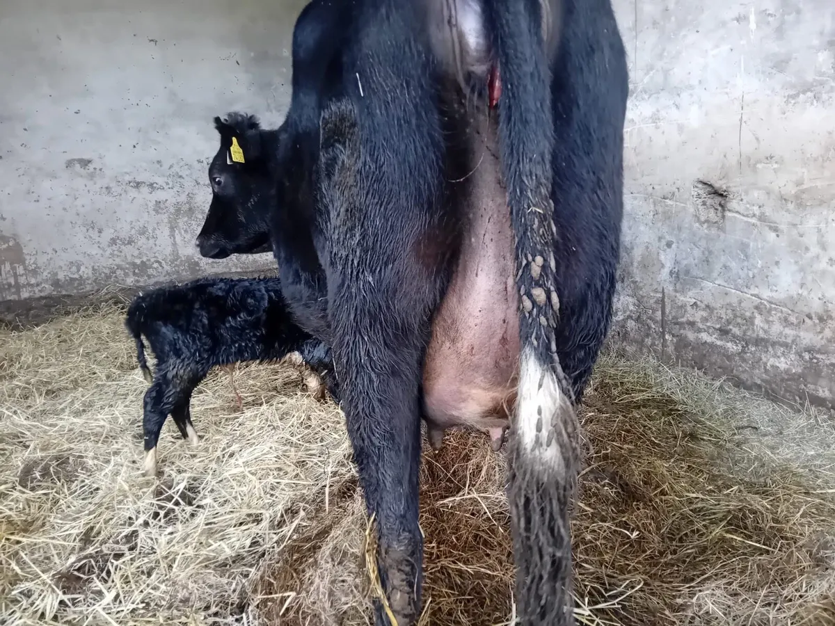 Freshly Calved Heifer - Image 3