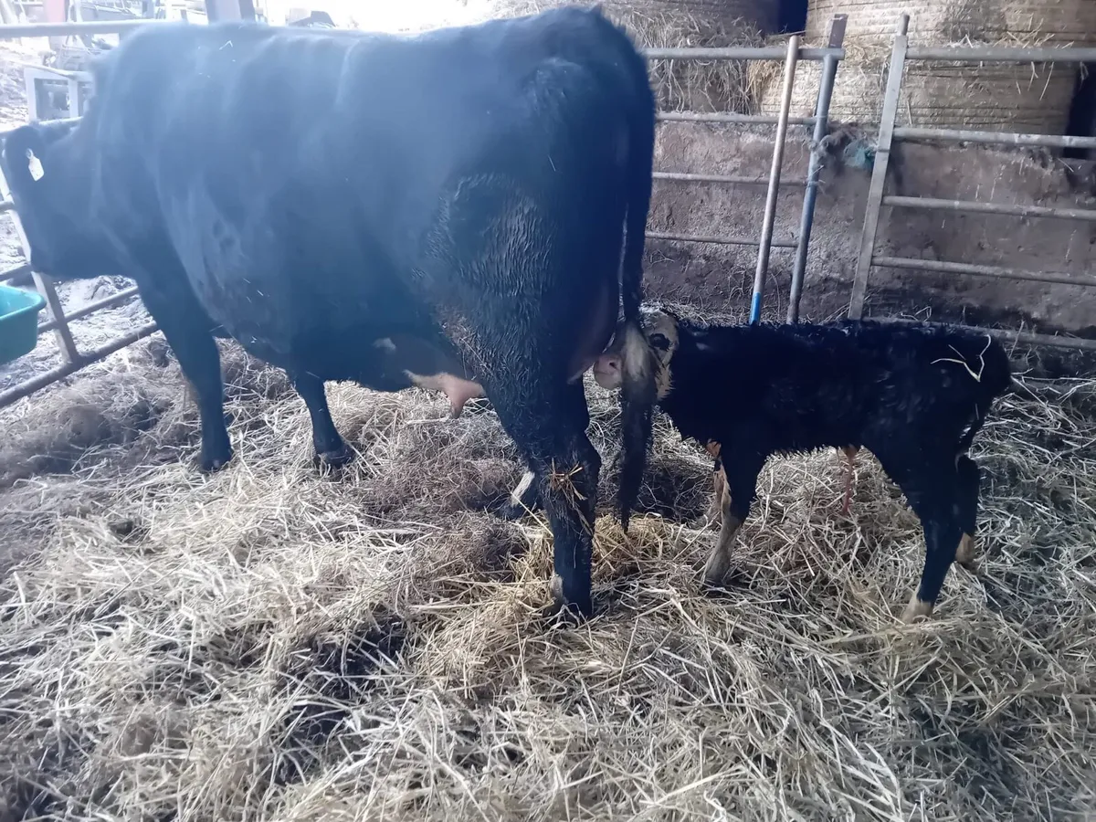 Freshly Calved Heifer - Image 4