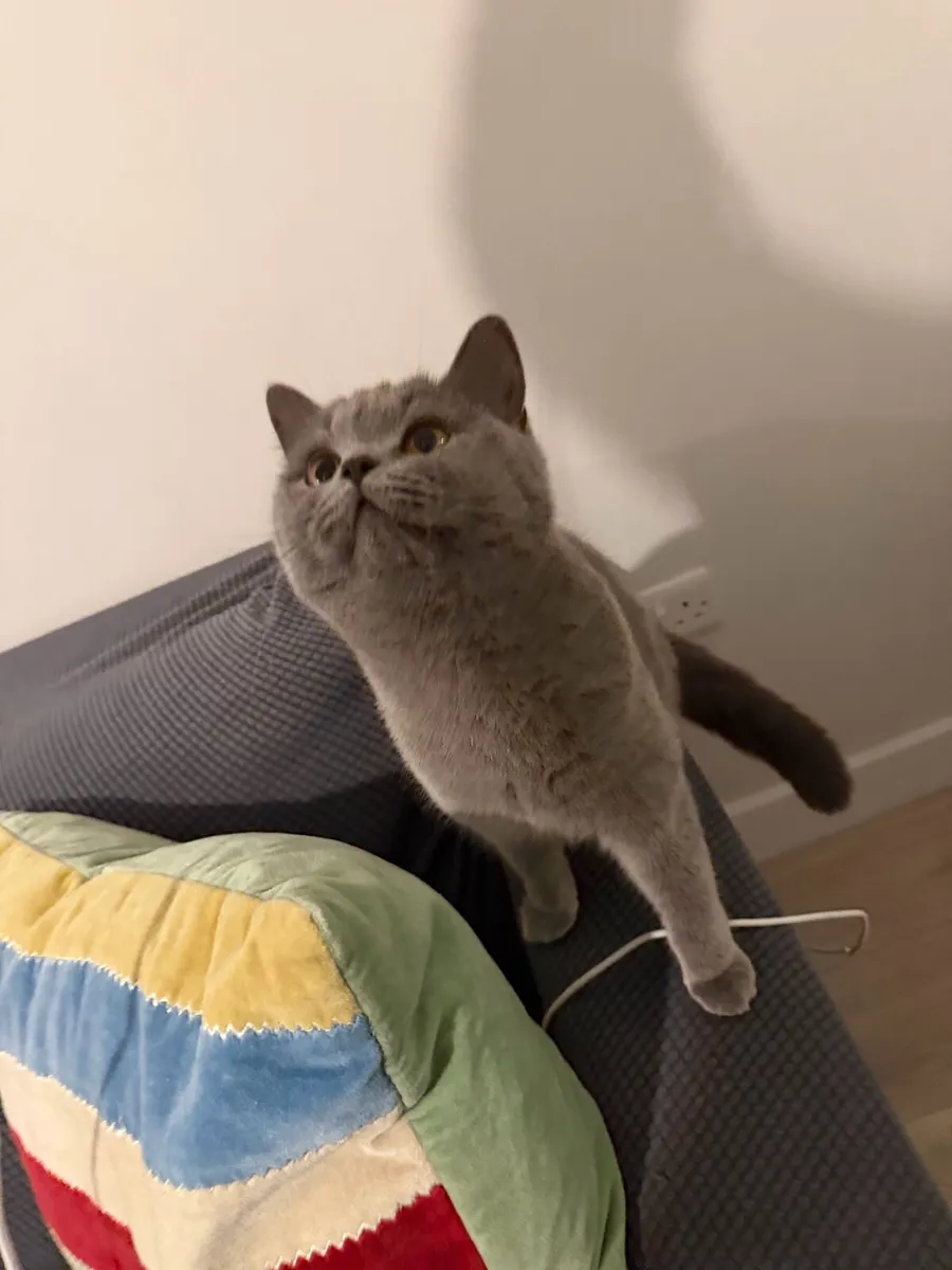 1 year old British shorthair cat - Image 1