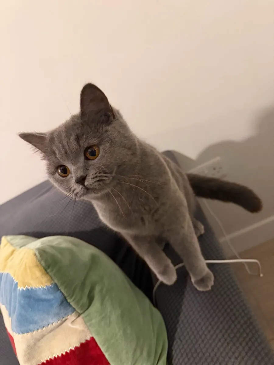 1 year old British shorthair cat - Image 2