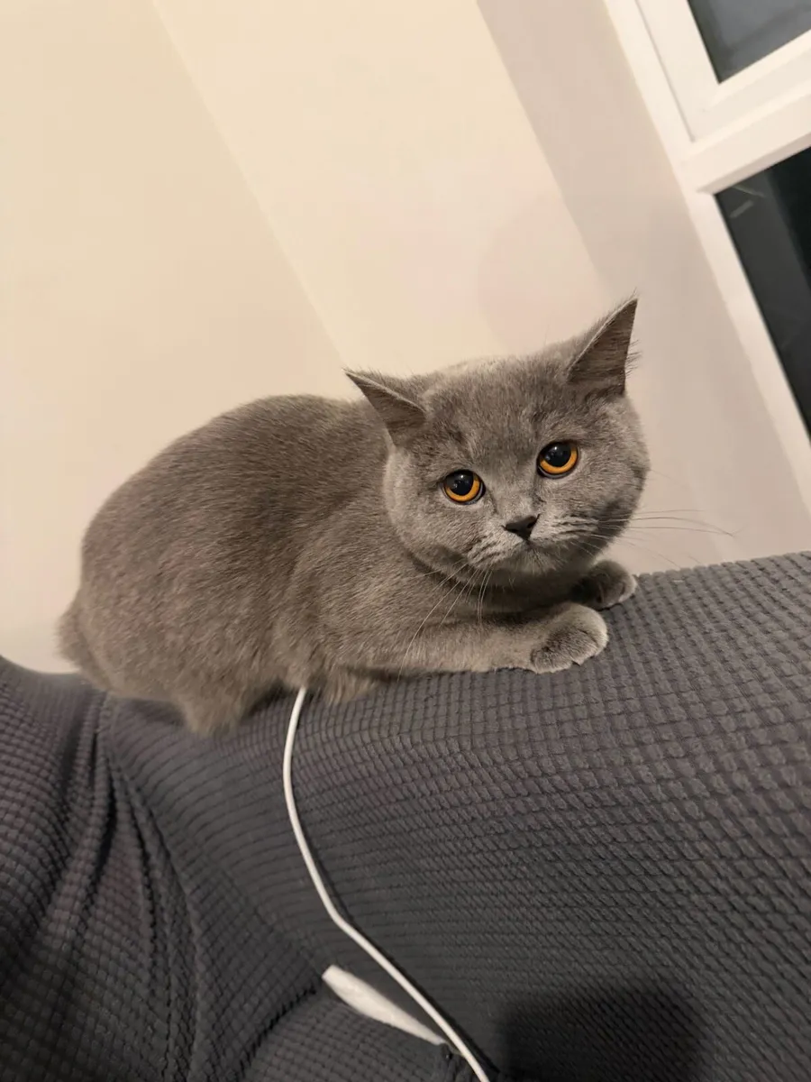 1 year old British shorthair cat - Image 3