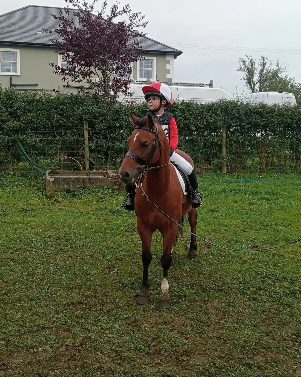 Welsh Section A lead rein pony - Image 2