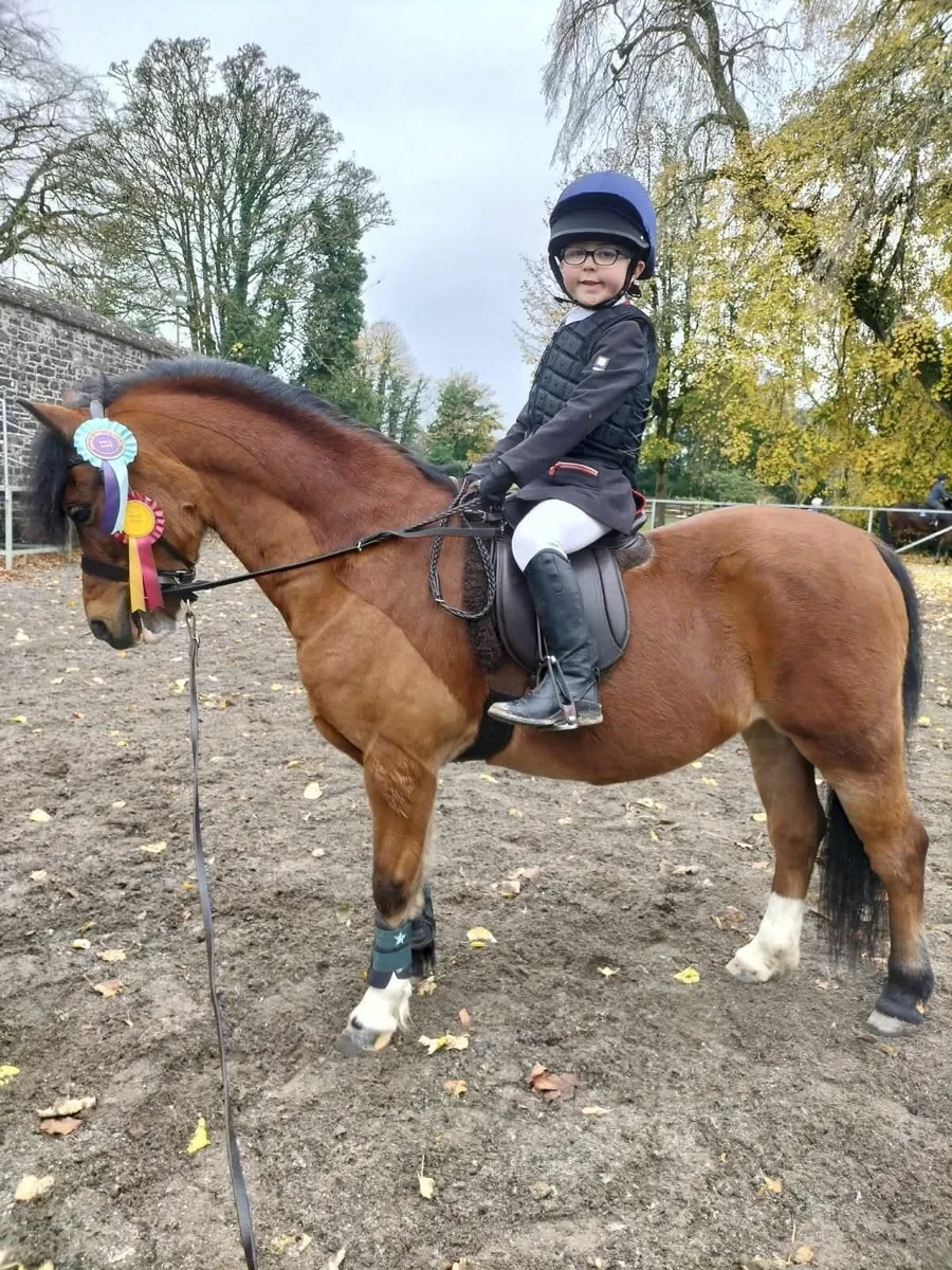 Welsh Section A lead rein pony - Image 3
