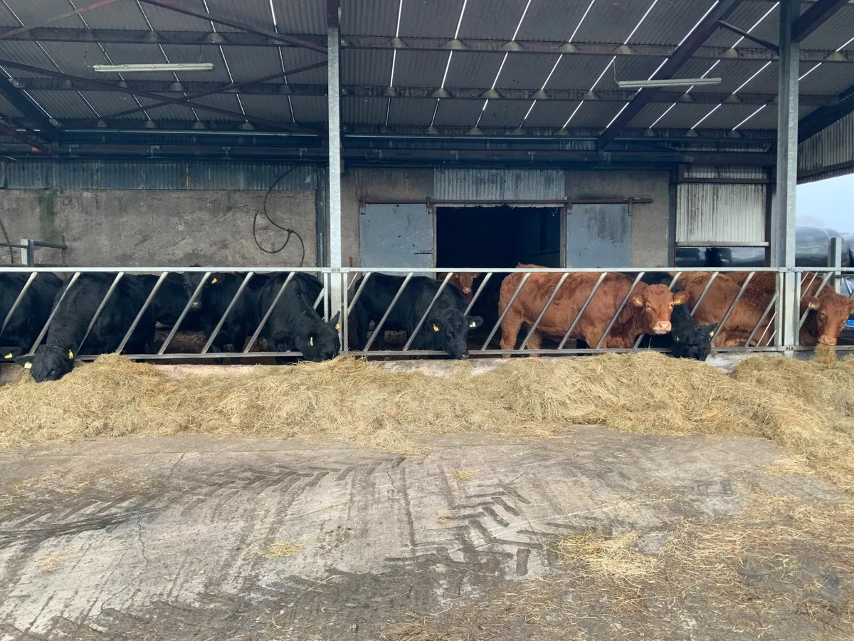Heifers - Image 1