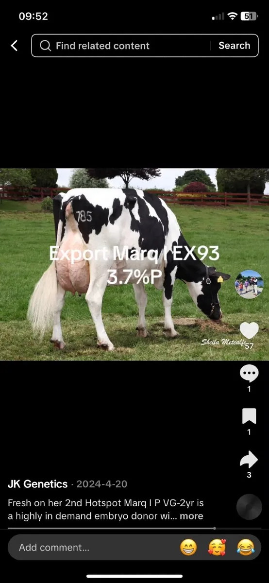 Young Breeding Bull - Image 2