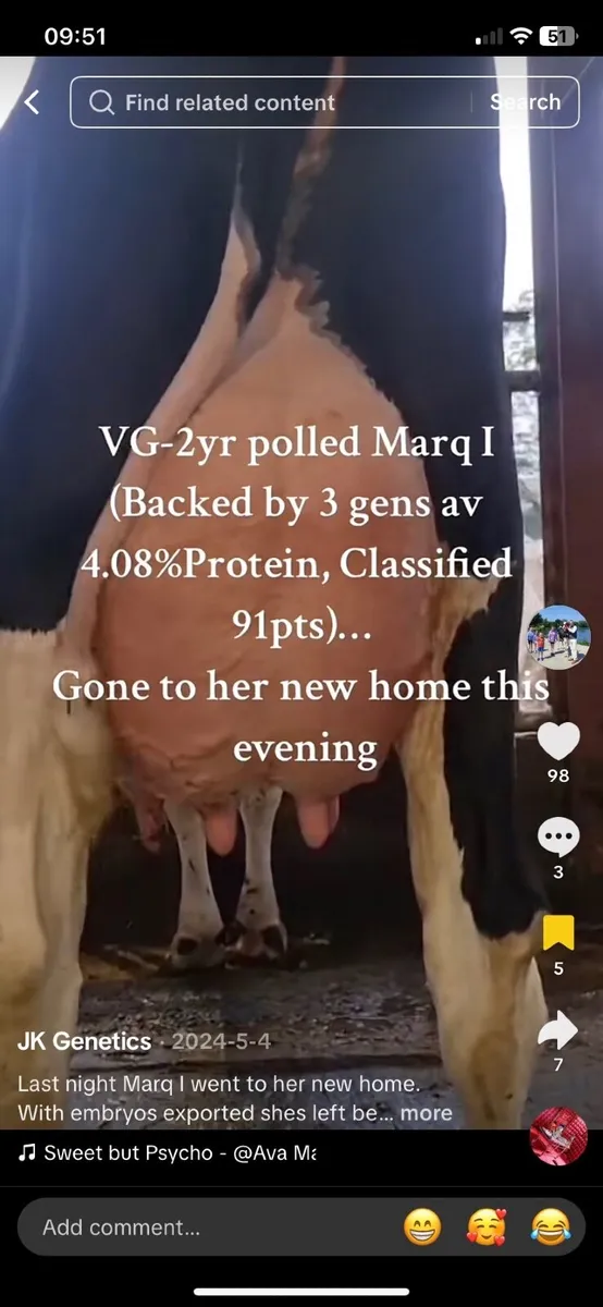 Young Breeding Bull - Image 3