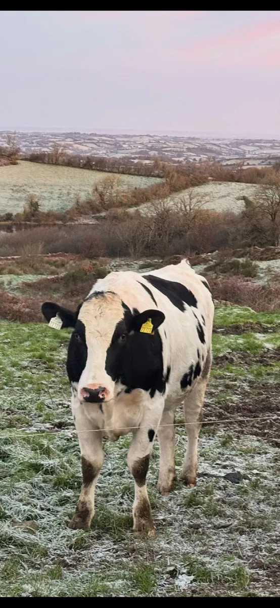 Young Breeding Bull - Image 4