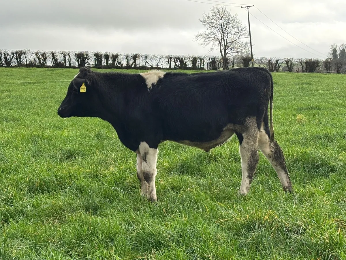 Young Breeding Bull - Image 1