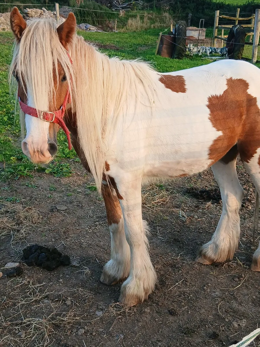 2yo gelding to make 13.2hh....passported - Image 1