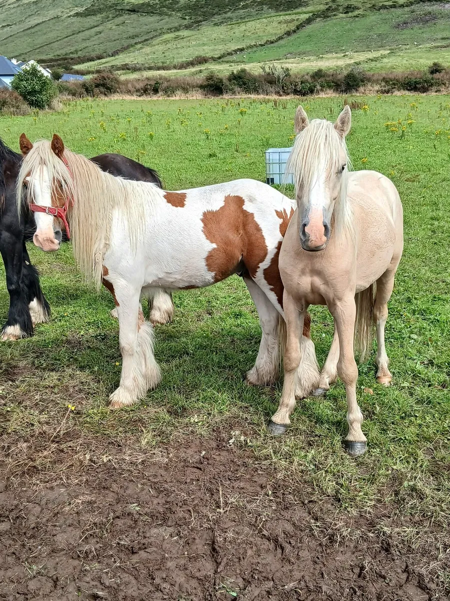 2yo gelding to make 13.2hh....passported - Image 2