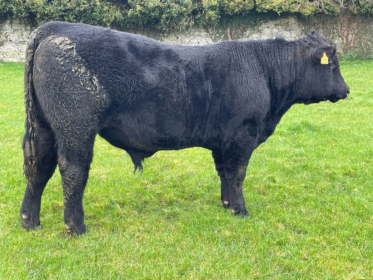 Angus bull - Image 1