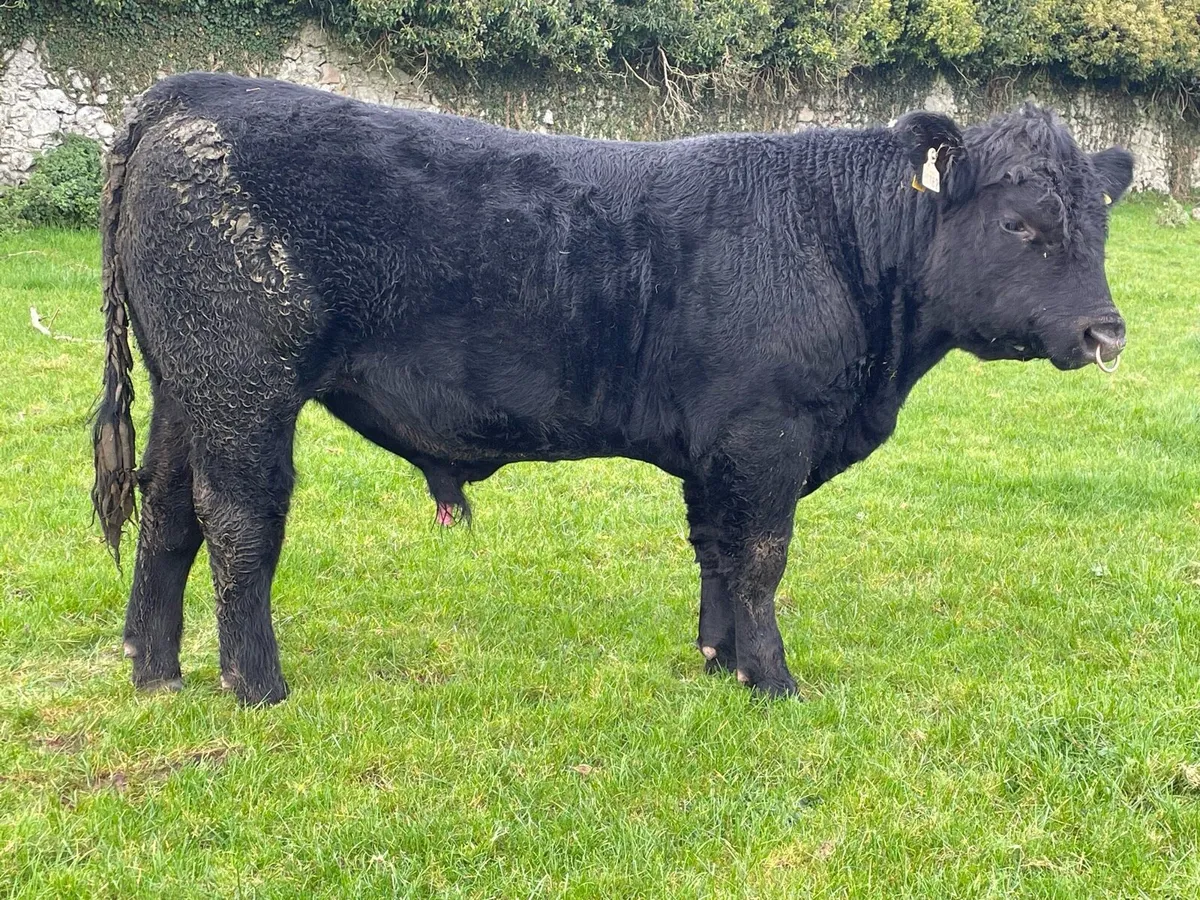 Angus bull - Image 3