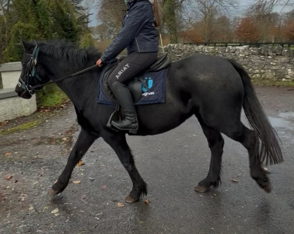 Jet black Filly 14hh now  rising 4 years old - Image 1
