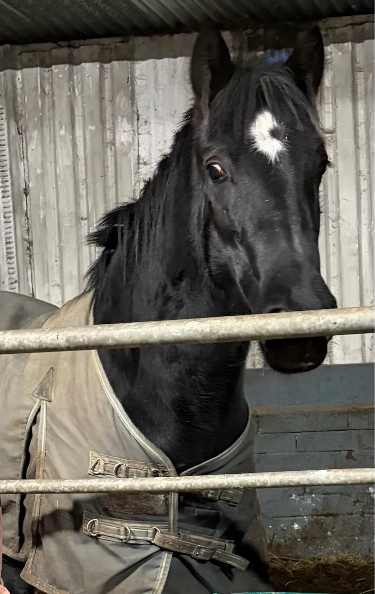Jet black Filly 14hh now  rising 4 years old - Image 2