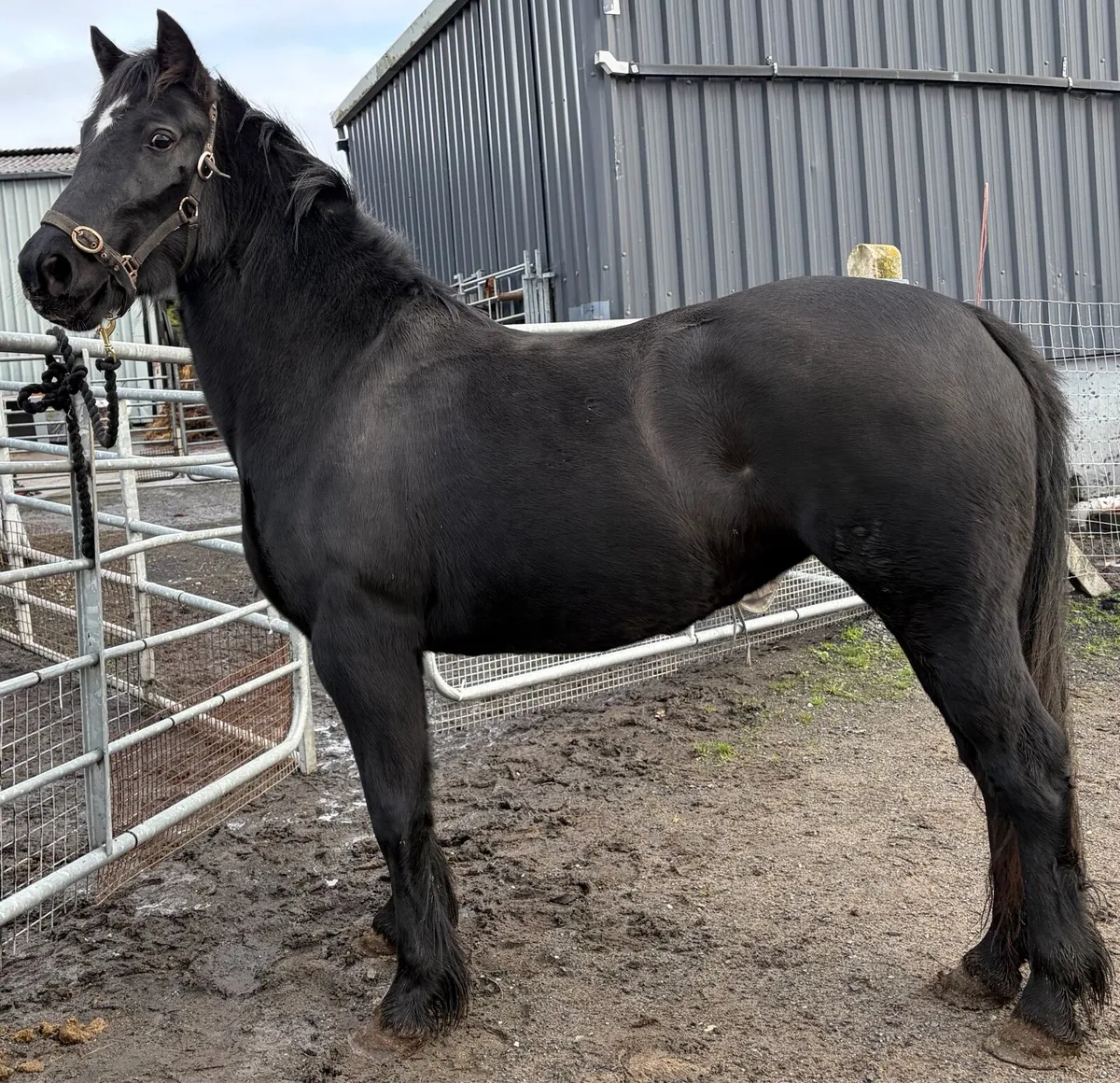 Jet black Filly 14hh now  rising 4 years old - Image 3