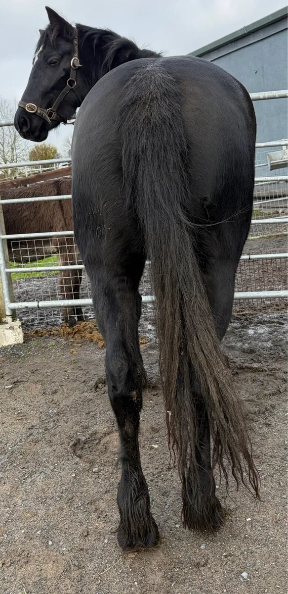 Jet black Filly 14hh now  rising 4 years old - Image 4