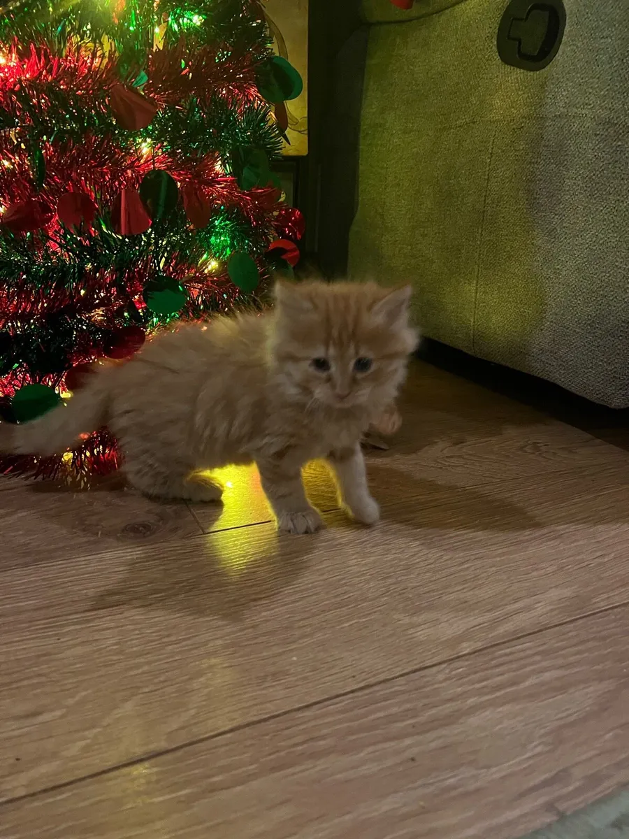 Ginger fluffy kittens - Image 1