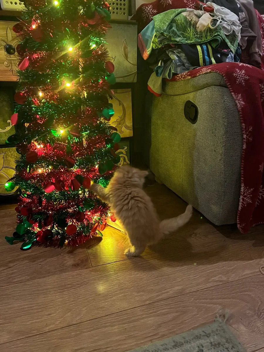 Ginger fluffy kittens - Image 2