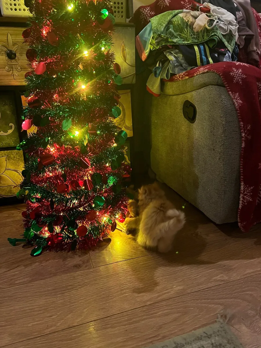 Ginger fluffy kittens - Image 3