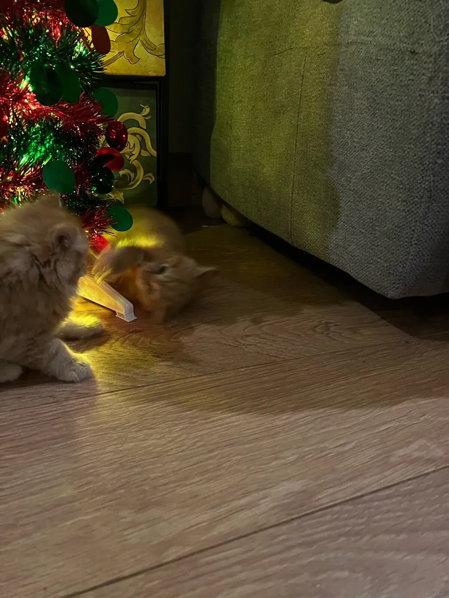 Ginger fluffy kittens - Image 4