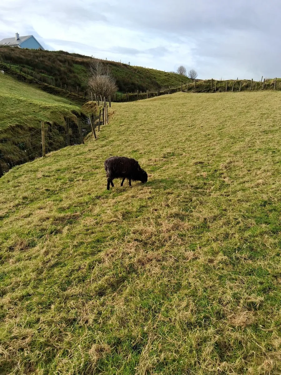 Black Mountain ewe lamb - Image 1