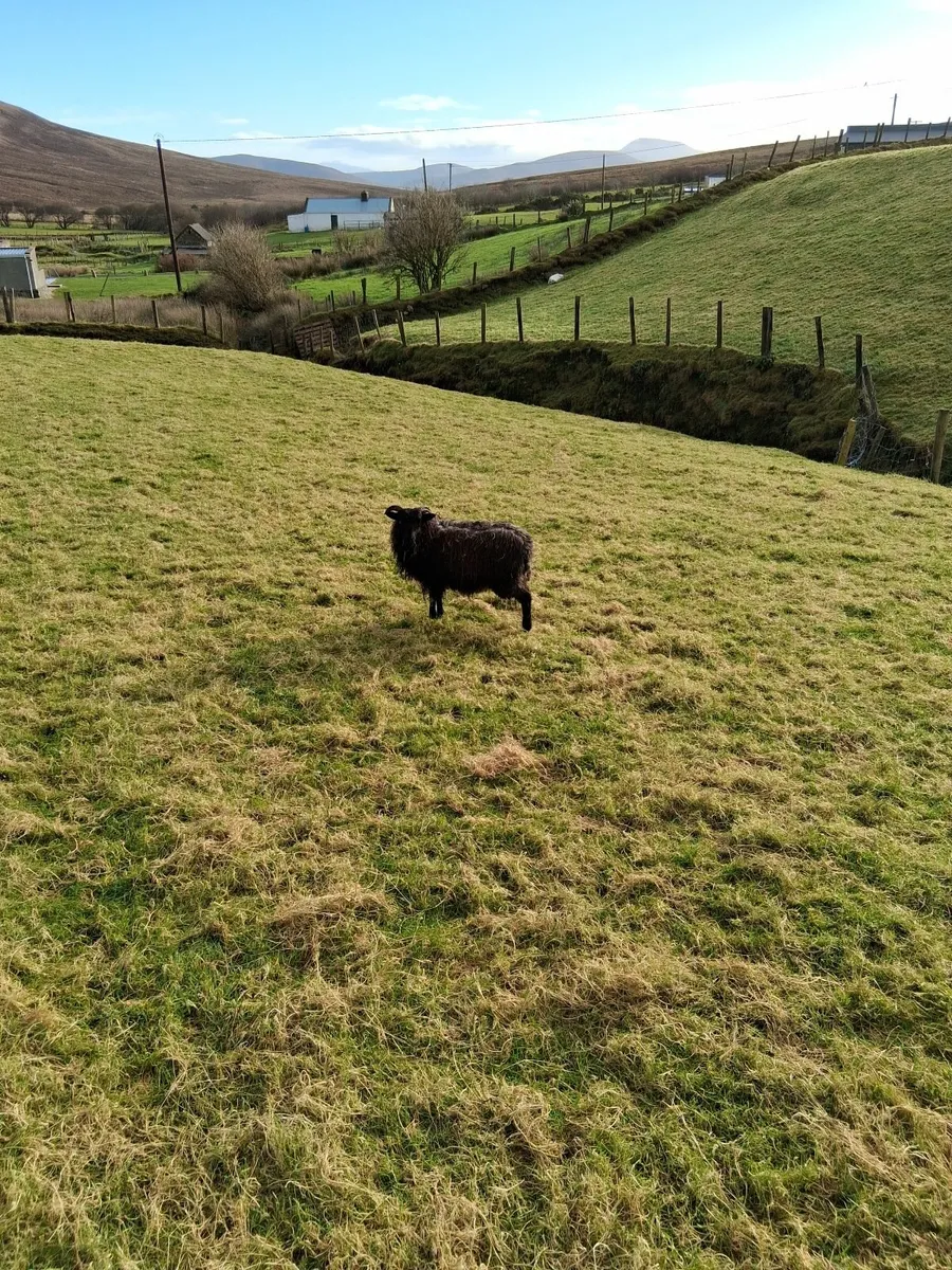 Black Mountain ewe lamb - Image 2
