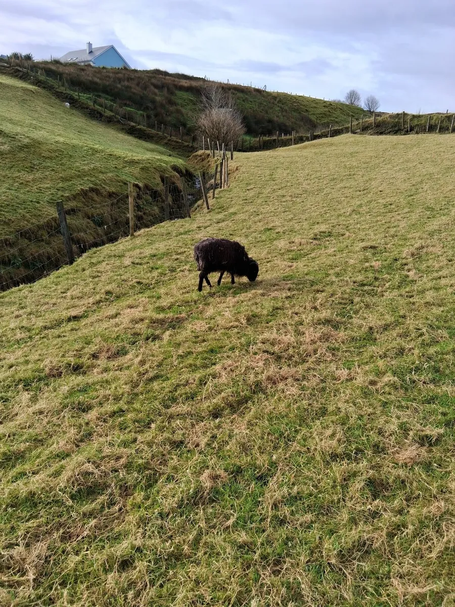 Black Mountain ewe lamb - Image 3