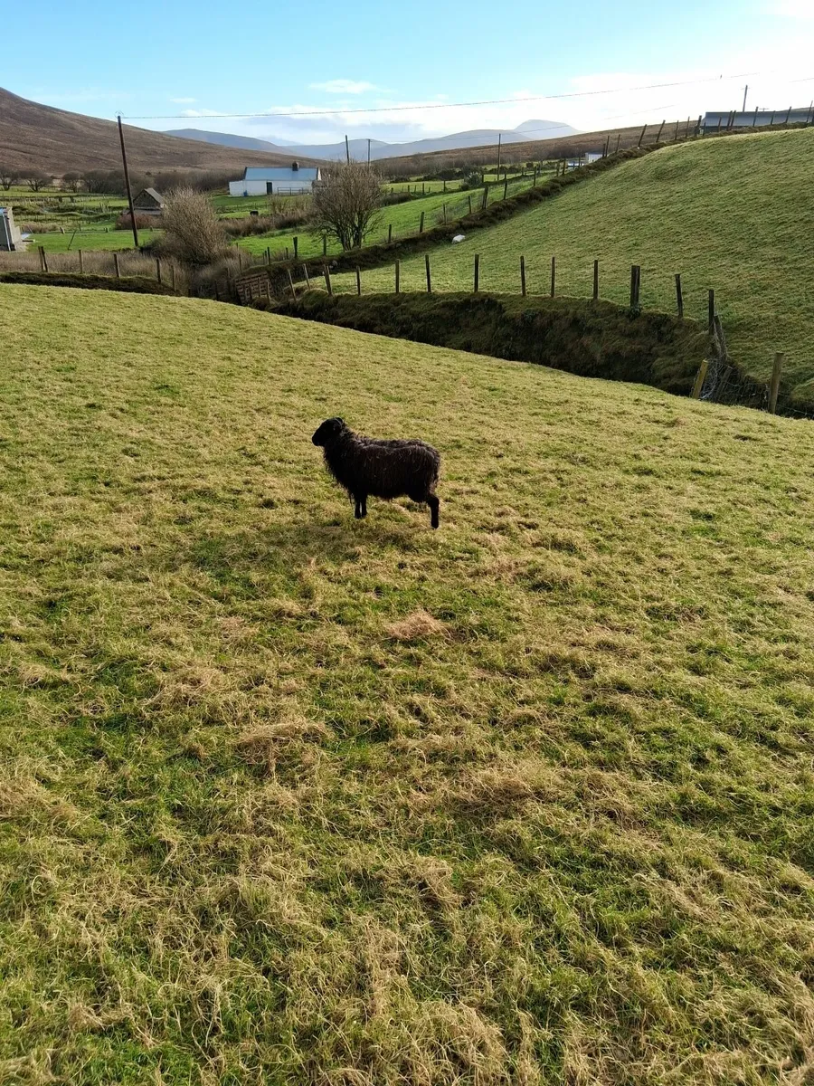 Black Mountain ewe lamb - Image 4