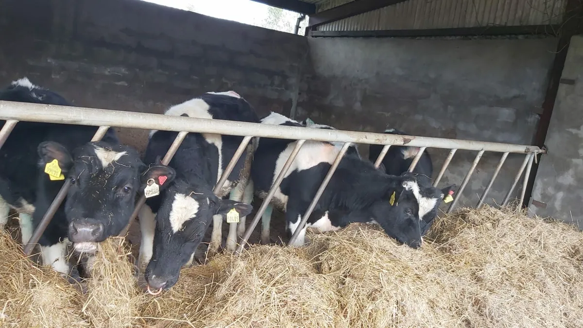 Teaser bulls availble