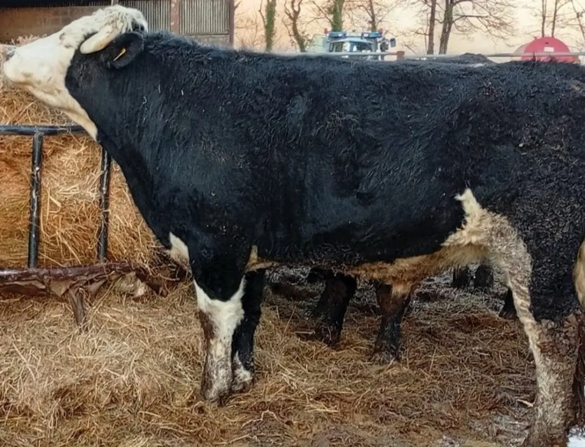 Cattle - Image 1