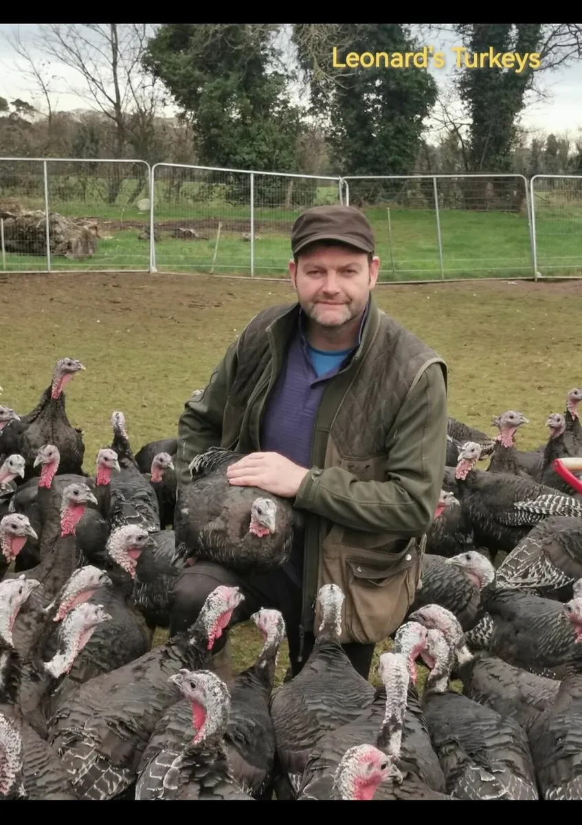 Traditional Bronze Turkeys for the Christmas table - Image 1