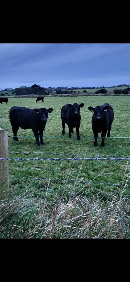 Purebred angus Heifers - Image 1