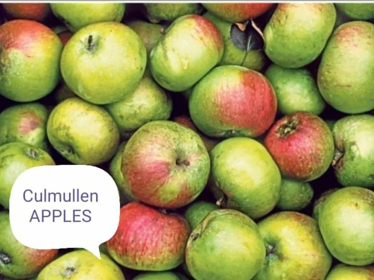 Traditional Bronze Turkeys for the Christmas table - Image 2