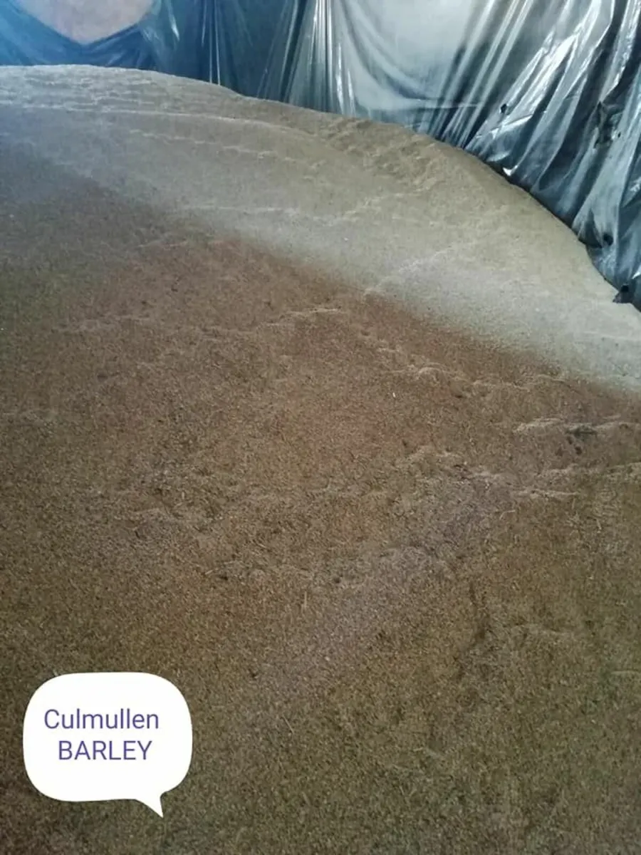 Traditional Bronze Turkeys for the Christmas table - Image 3