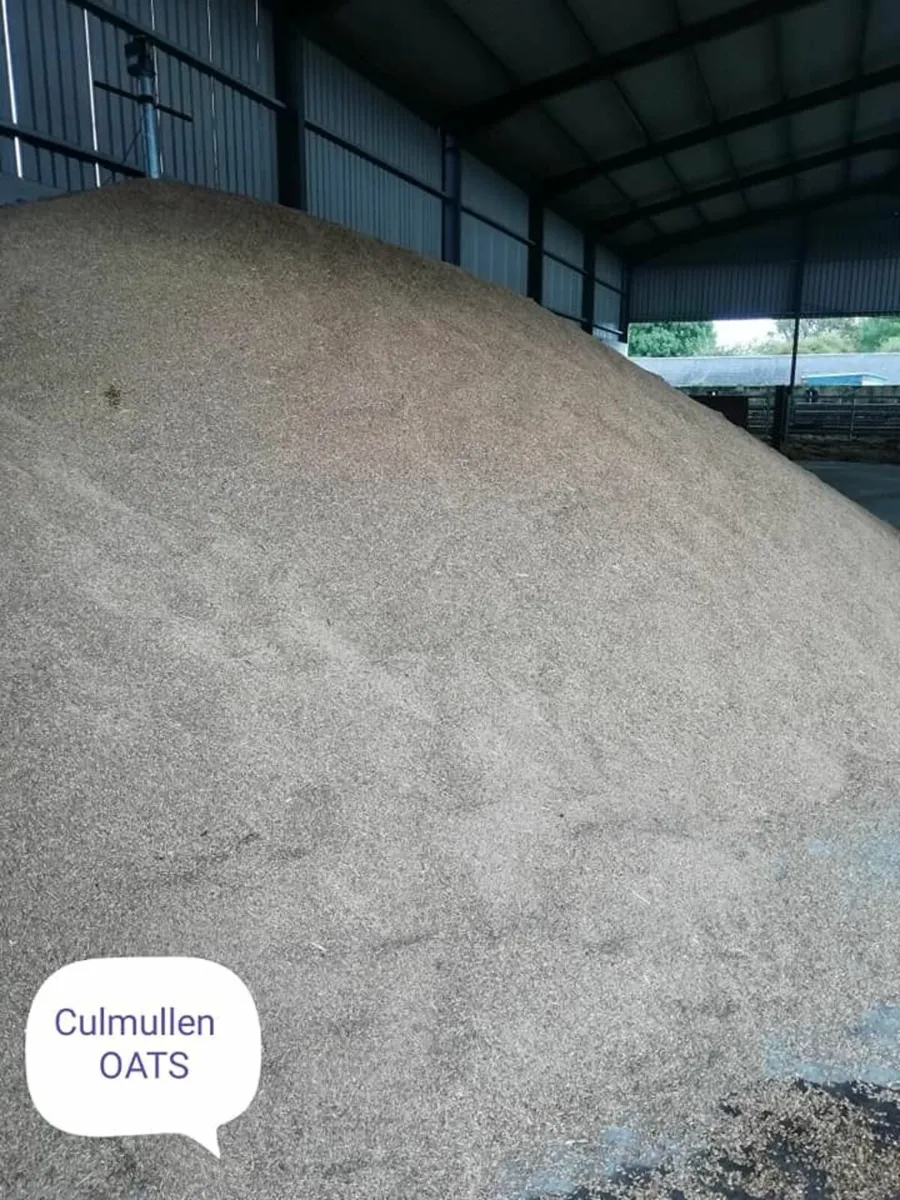 Traditional Bronze Turkeys for the Christmas table - Image 4