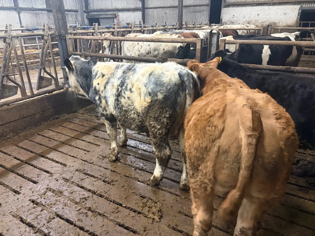 Weanling bull calves - Image 3