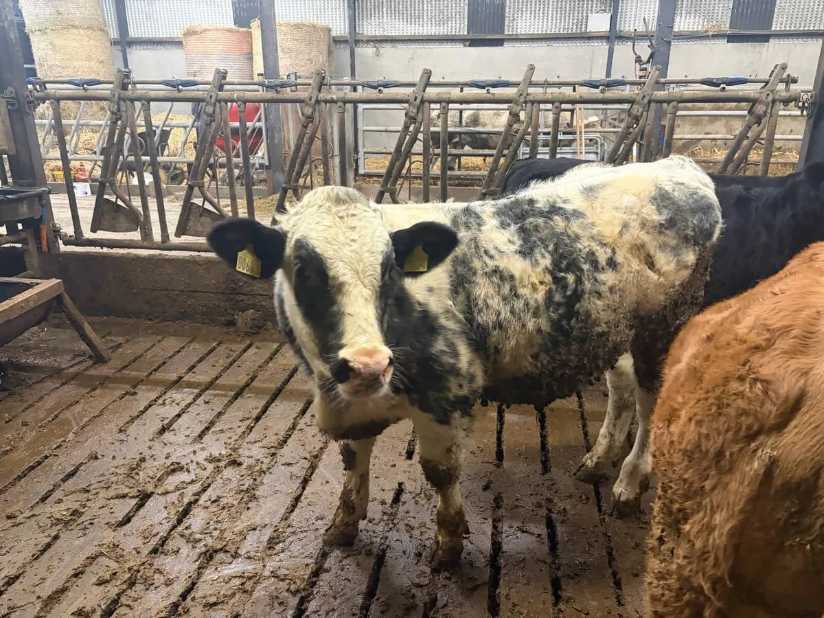 Weanling bull calves - Image 4