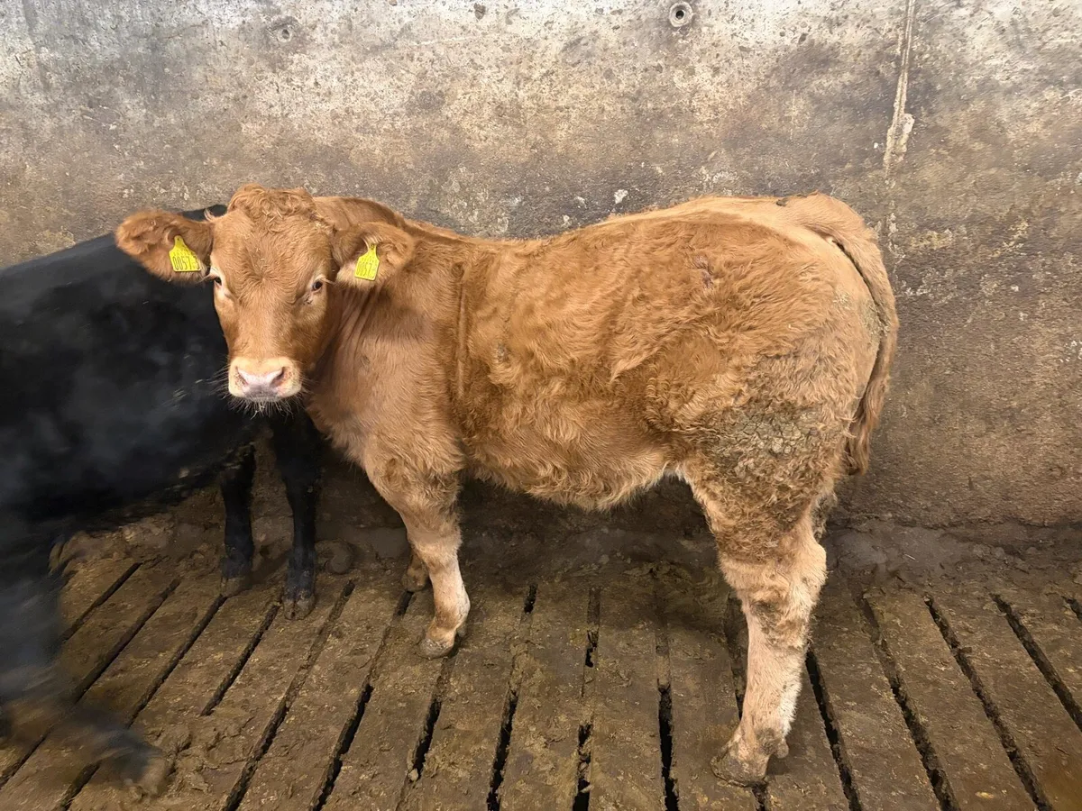 Weanling bull calves - Image 1