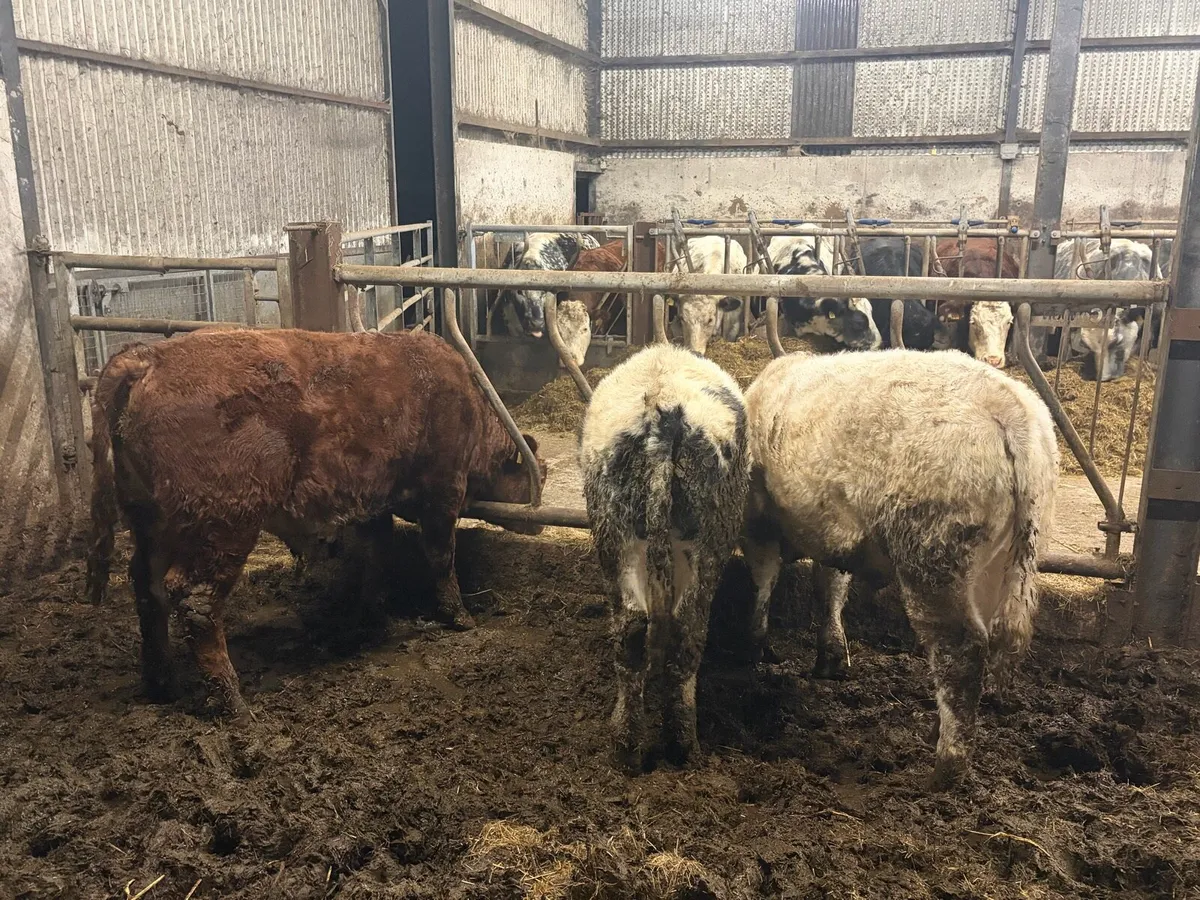 Weanling bull calves - Image 2