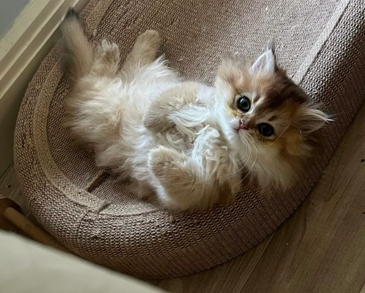 Beautiful British long hair kitten (girl) - Image 1