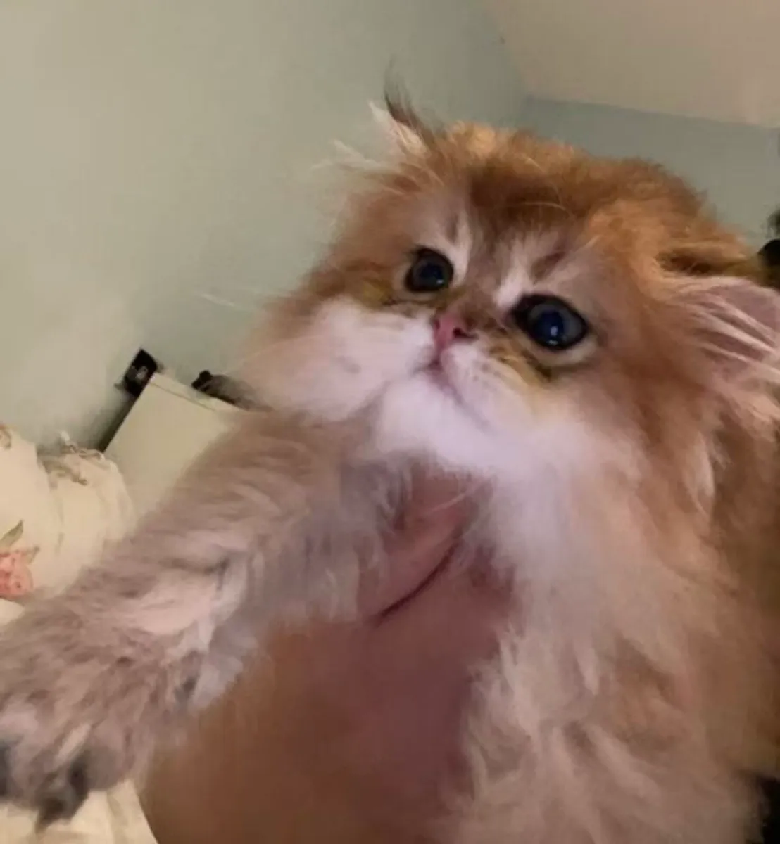 Beautiful British long hair kitten (girl) - Image 2