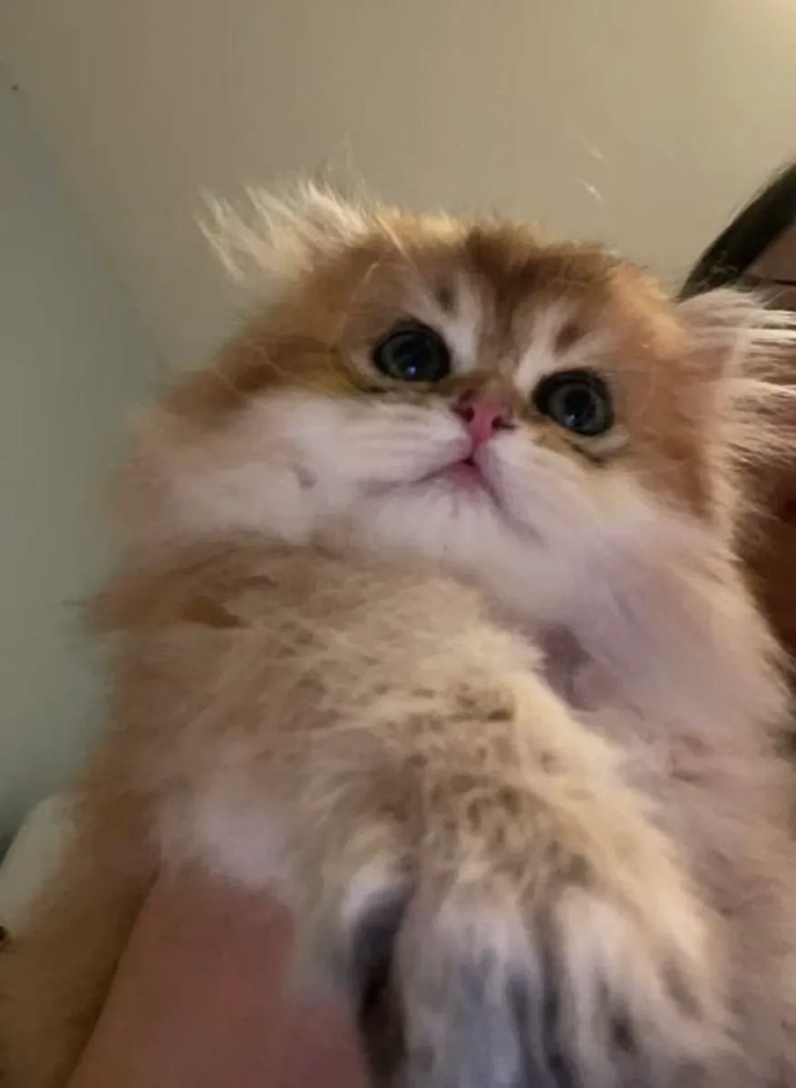 Beautiful British long hair kitten (girl) - Image 3