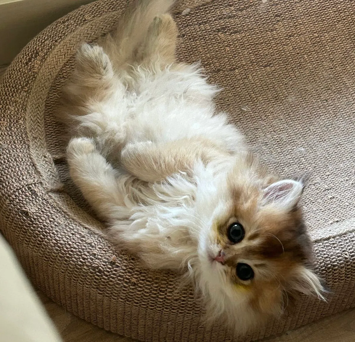 Beautiful British long hair kitten (girl) - Image 4