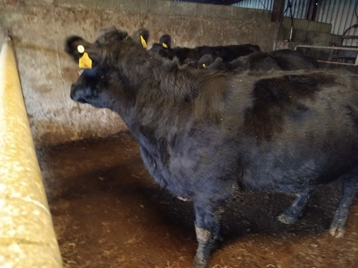 General sale 24th - Image 2