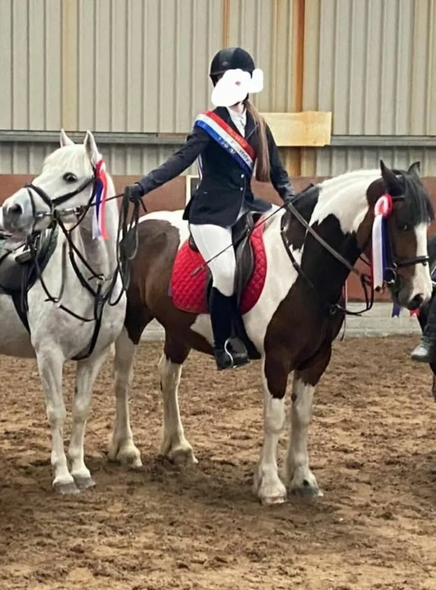 Grade A Sji/pony club Pony - Image 2