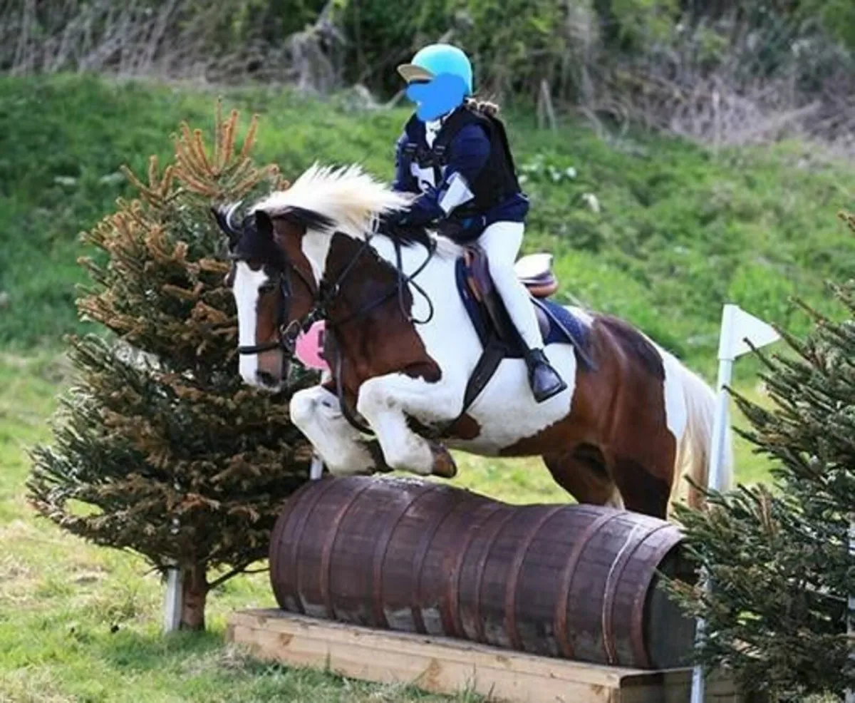 Grade A Sji/pony club Pony - Image 3