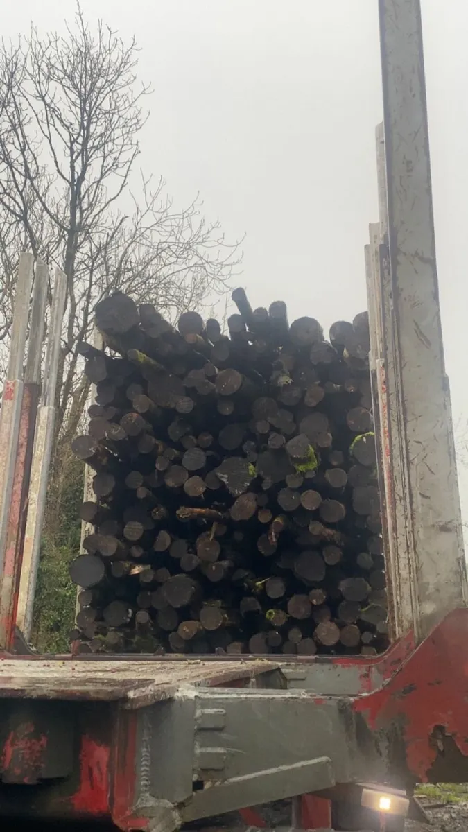 Ash Firewood - Image 1